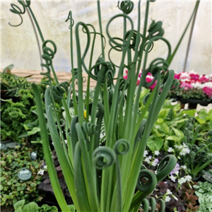 Albuca Spiralis 'Frizzle Sizzle'